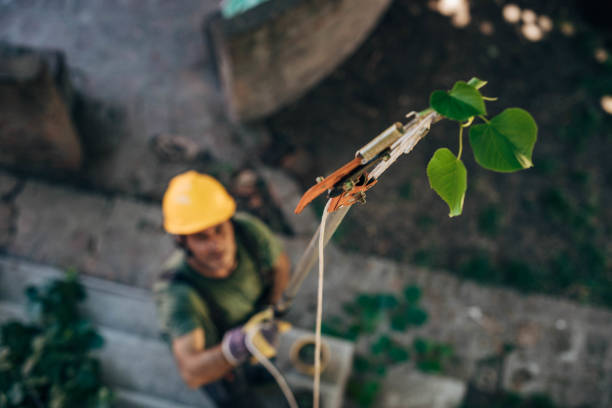 Trusted Ivins, UT Tree Removal and Landscaping Services Experts